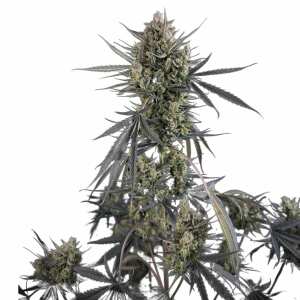 Fast Buds | Pound Cake Auto