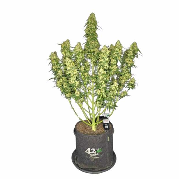 Fast Buds | Sour Jealousy Auto