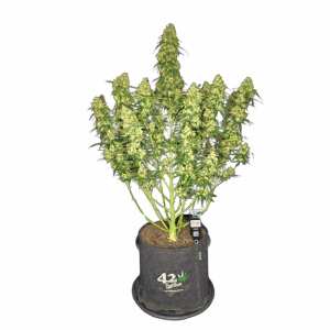 Fast Buds | Sour Jealousy Auto