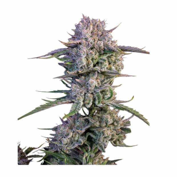 Fast Buds | Strawberry Gorilla Auto