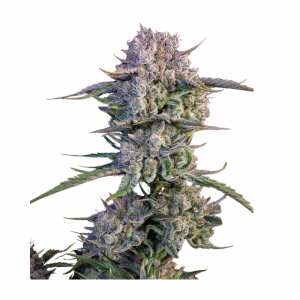 Fast Buds | Strawberry Gorilla Auto