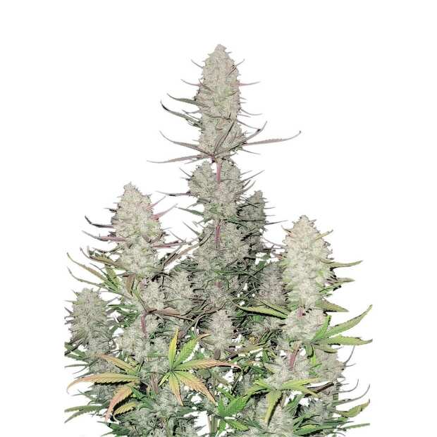 Fast Buds | Tropicanna Cookies Auto