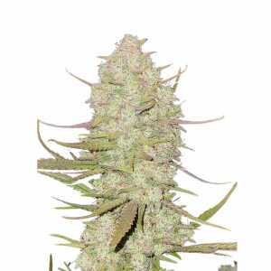 Fast Buds | Tropicanna Cookies Auto