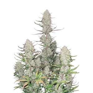 Fast Buds | Tropicanna Cookies Auto