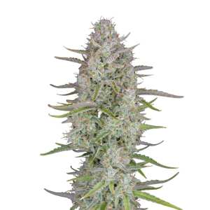 Fast Buds | Wedding Cheesecake Auto