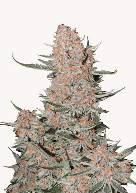 Ztrawberriez Auto | Autoflowering Hanfsamen von Fast Buds