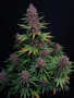 Ztrawberriez Auto | Autoflowering Hanfsamen von Fast Buds