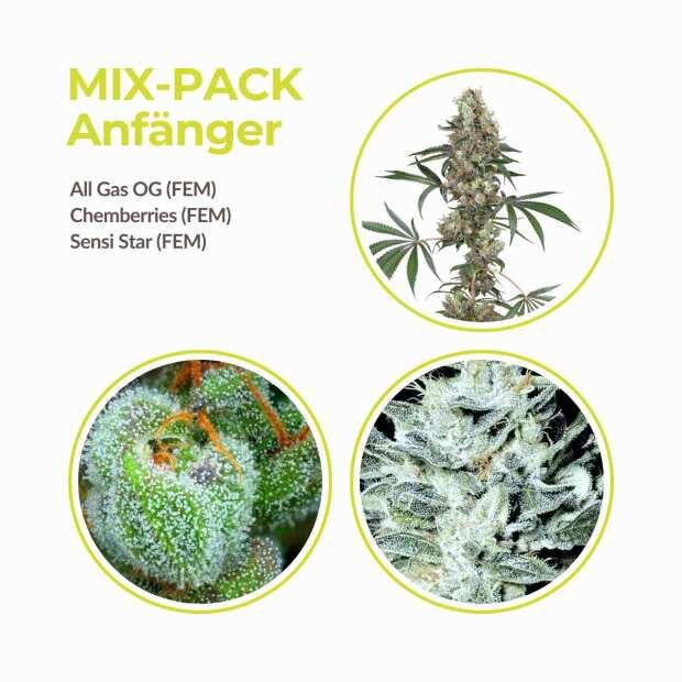 Mix Pack Anfänger | Feminisiert | 9 Samen