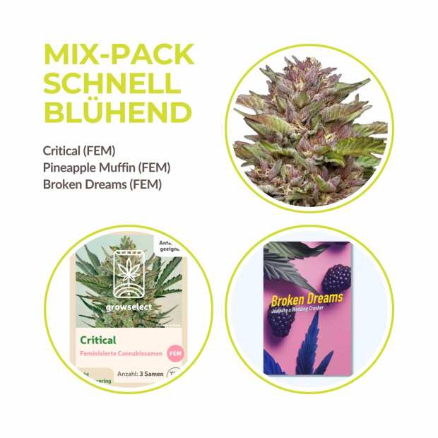 Mix Pack Schnell Blühend | Feminisiert | 9 Samen