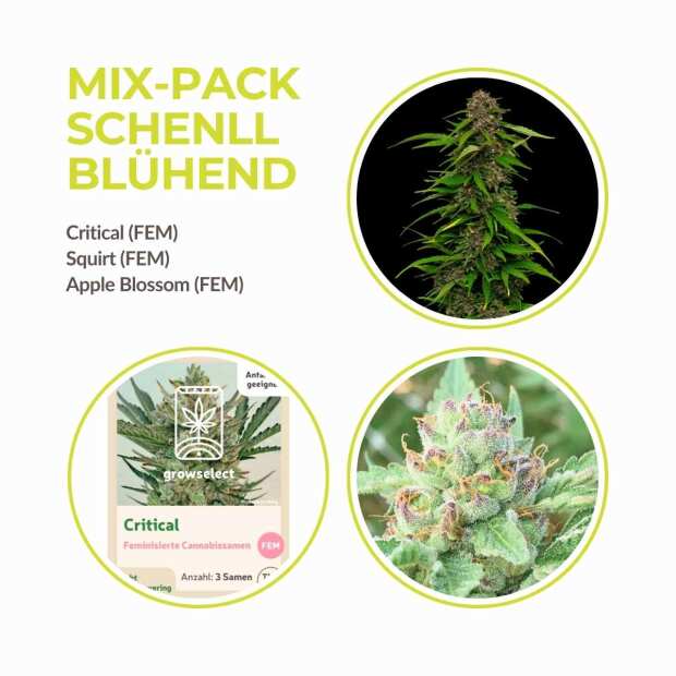 MIX PACK SCHNELL BLÜHEND | GrowSelect & Humbold Seeds