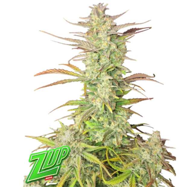 Fast Buds | Zup Auto