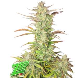 Fast Buds | Zup Auto