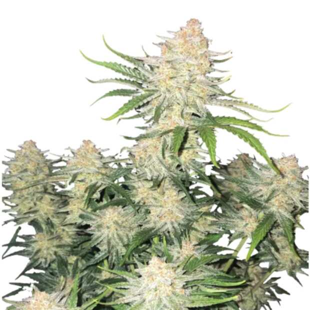 Fast Buds | Frostbanger Auto