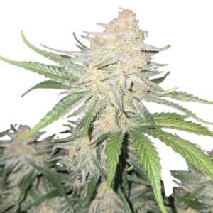 Fast Buds | Frostbanger Auto