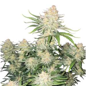 Fast Buds | Frostbanger Auto