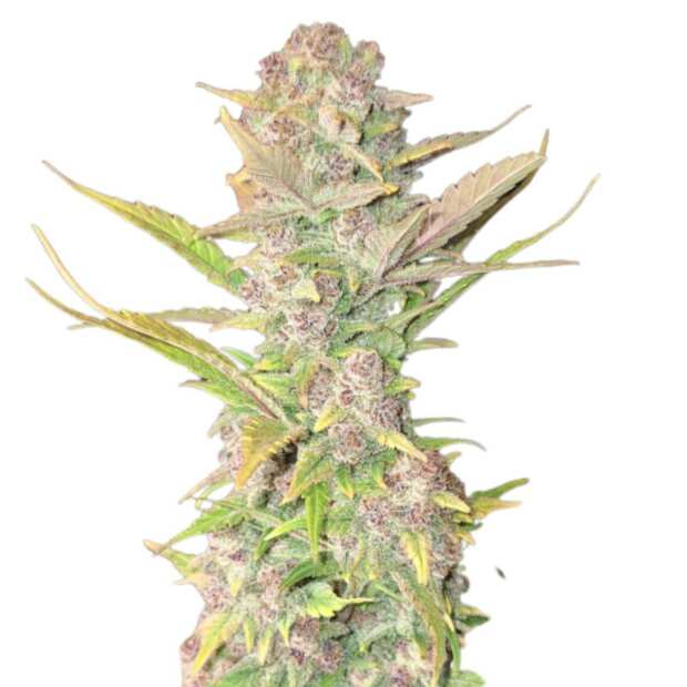 Purple Haze Auto | Autoflowering Hanfsamen von Fast Buds | 3 Samen