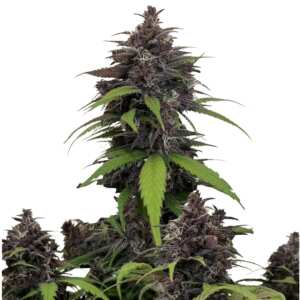 Purple Haze Auto | Autoflowering Hanfsamen von Fast Buds...