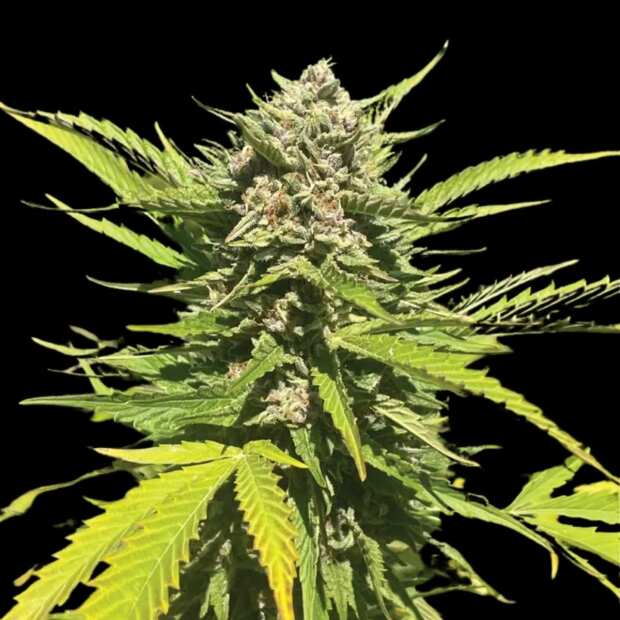 Banana Melt | Feminisierte Cannabissamen von Humboldt Seed Co. | 3 Hanfsamen