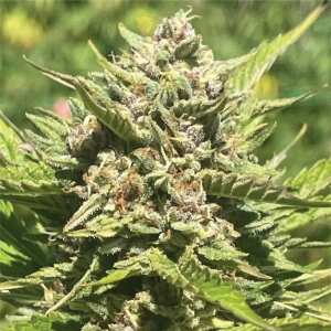 Banana Melt | Feminisierte Cannabissamen von Humboldt...