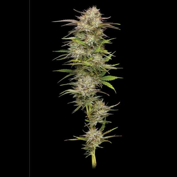 California Haze | Feminisierte Cannabissamen von Humboldt Seed Co. | 3 Hanfsamen