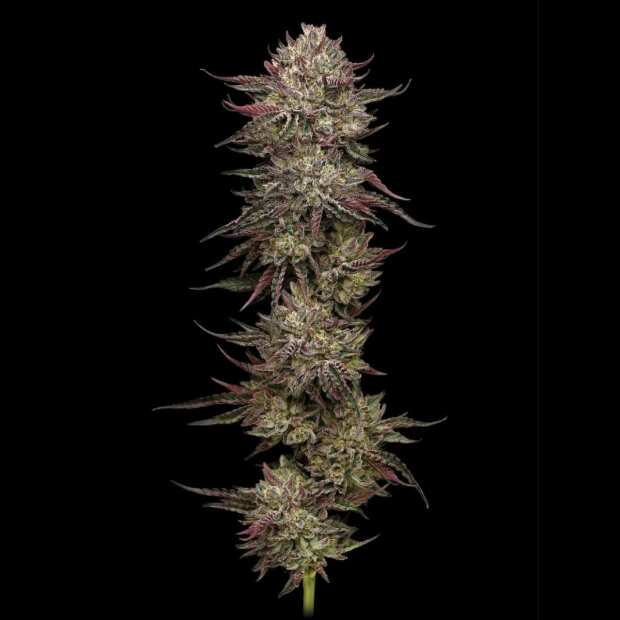 Chicken NWaffelz | Feminisierte Cannabissamen von Humboldt Seed Co. | 3 Hanfsamen