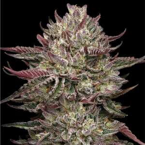 Chicken NWaffelz | Feminisierte Cannabissamen von...