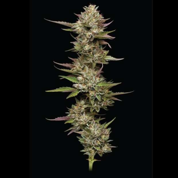 Moon Fog | Feminisierte Cannabissamen von Humboldt Seed Co. | 3 Hanfsamen