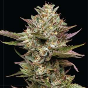 Moon Fog | Feminisierte Cannabissamen von Humboldt Seed...