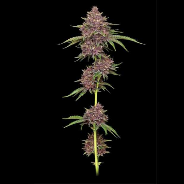 Purpz | Feminisierte Cannabissamen von Humboldt Seed Co. | 3 Hanfsamen