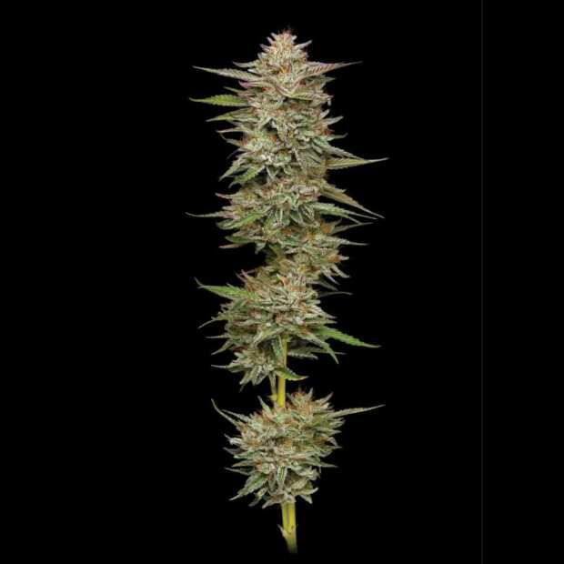 Banana OG Auto | Autoflowering Cannabissamen von Humboldt Seed Co. | 3 Hanfsamen