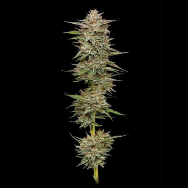 Humboldt Seed Company | Banana OG