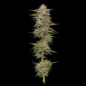 Humboldt Seed Company | Banana OG