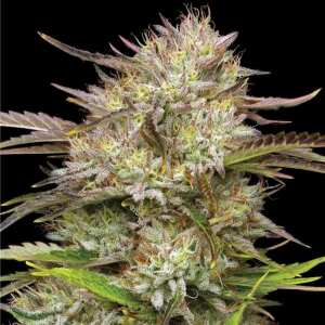 Humboldt Seed Company | California Haze