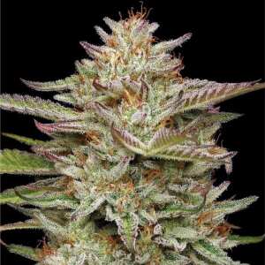 Humboldt Seed Company | Banana OG Auto