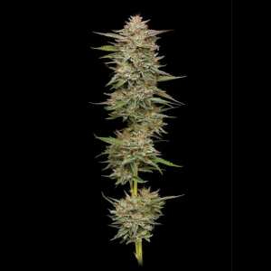 Humboldt Seed Company | Banana OG Auto