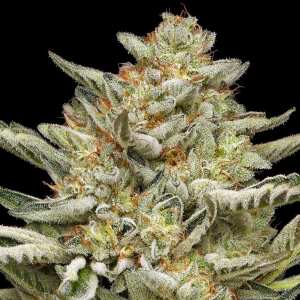 Humboldt Seed Company | OG Triploid Auto