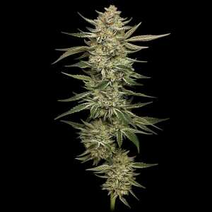 Humboldt Seed Company | OG Triploid Auto