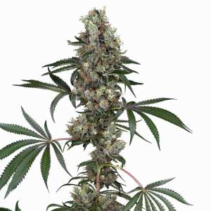 Chemberries | Feminisierte Cannabissamen von Sensi Seeds...