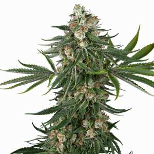 Fall Out OG | Feminisierte Cannabissamen von Sensi Seeds...