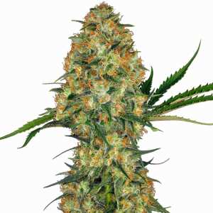 Hindu Kush | Feminisierte Cannabissamen von Sensi Seeds |...
