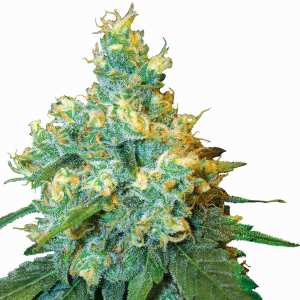 Jack Herer Regular | Reguläre Cannabissamen von...