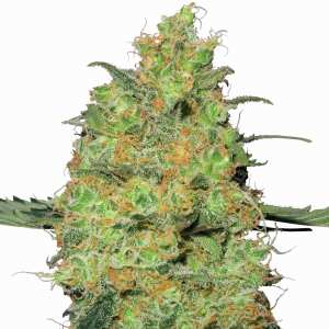 Master Kush | Feminisierte Cannabissamen von Sensi Seeds...