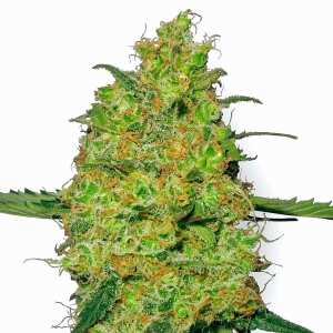 Master Kush Regular | Reguläre Cannabissamen von...