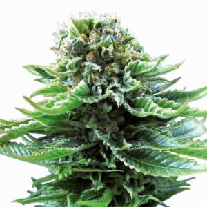 Northern Lights Automatic | Autoflowering Cannabissamen...