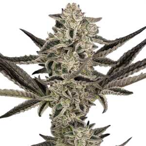 Purple Pickle Auto | Autoflowering Cannabissamen von...