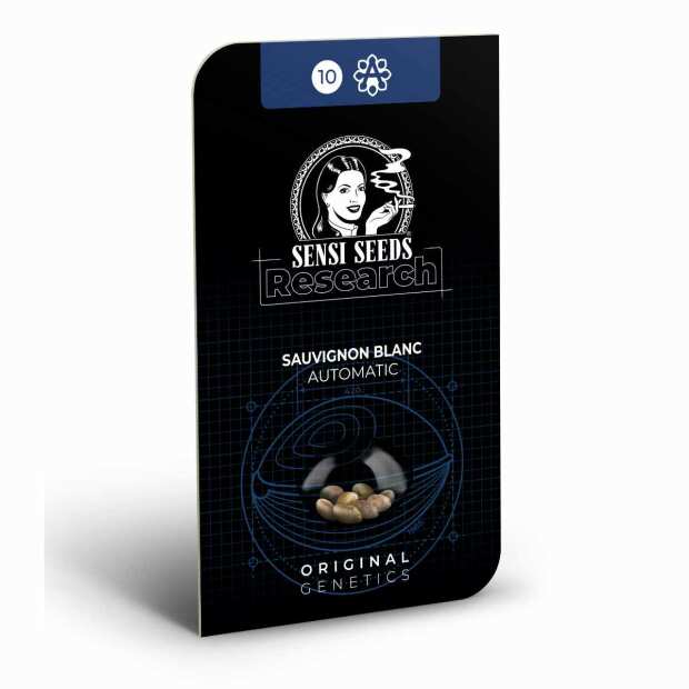 Sauvignon Blanc | Autoflowering Cannabissamen von Sensi Seeds | 3 Hanfsamen