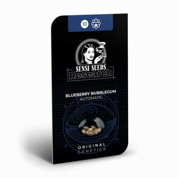 Blueberry Bubblegum Auto | Autoflowering Cannabissamen von Sensi Seeds | 3 Hanfsamen