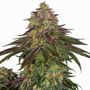 Sweet Cherry Kush  | Feminisierte Cannabissamen von Sensi...