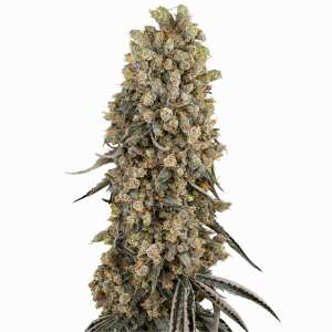 Sensi Seeds | Atomic Blue Dream