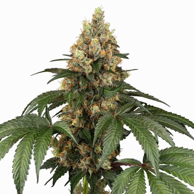 Sensi Seeds | Chocolate Rainbow XXL